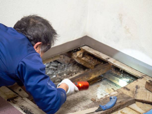 Best White Mold Remediation in Sunrise Beach Village, TX